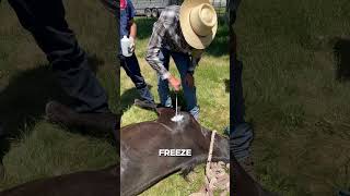 How Liquid Nitrogen is Revolutionizing Animal Branding 🌿🐂 shorts satisfying FreezeBranding [upl. by Lalise]