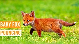 Friendly Baby Fox Pouncing Compilation [upl. by Cleary]