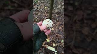 🍄 Phallus impudicus mushroom mushrooms [upl. by Eendys382]