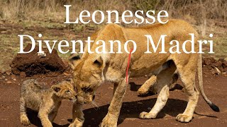 20 Leonesse Diventano Madri Surrogate per Proteggere un Cucciolo di Gnu dai Letali Iene [upl. by Oinegue]