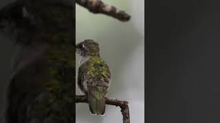 Ruby Throated hummingbird during tropical storm Debby relaxing wildlife nature birdslover bird [upl. by Ennayar]