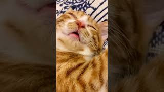 gatto che russashortsvideo shortspetloveranimals cats [upl. by Oicanata]