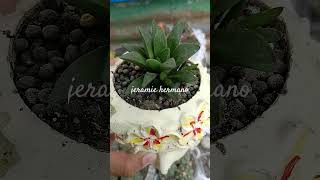 Haworthia in headpothaworthia plants shortvideo shorts [upl. by Sidnal620]