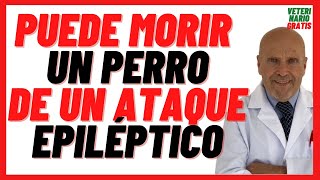 🔴 Puede Morir un Perro de un Ataque Epiléptico 🔴 Qué hacer ante un Ataque de Epilepsia en Perros [upl. by Erbe]