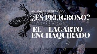 EL LAGARTO ESCORPION MAS VENENOSO DE MEXICO [upl. by Assyram]