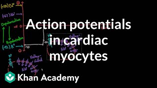 Chapter5PartIII  Action Potential  Depolarization  Repolarization Guyton Physiology [upl. by Caldwell]