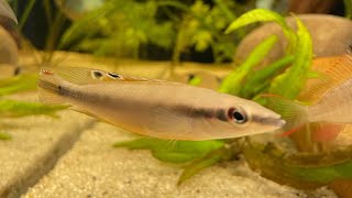 Crenicichla regani dwarf pike cichlid feeding time [upl. by Lipman]