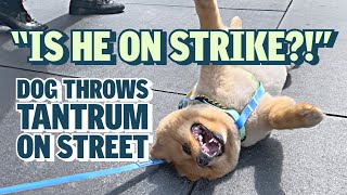 MEET the lazy dog who goes on strike in NYC [upl. by Hum]