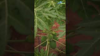 Papaya Tree as Intercrop in Coconut Farm [upl. by Rehpotsirhcnhoj]