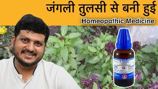 Ocimum Caryophyllatum  जंगली तुलसी  Homeopathic Medicine  Symptoms  How to use [upl. by Yzzo]