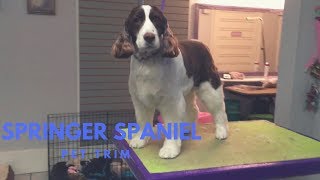 SPRINGER SPANIEL GROOMING PET TRIM [upl. by Zurciram]