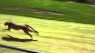 A cheetah 060 mph run in 4 seconds [upl. by Cirded609]