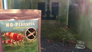 How to get rid of Planaria in Shrimp Tank [upl. by Naryt]