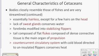 Characteristics of cetaceans [upl. by Shakespeare]