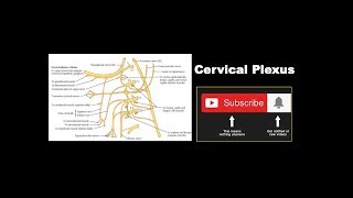 Cervical Plexus  Formation Branches Communicating Branches  Ansa Cervicalis [upl. by Lyrrad]