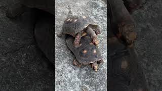 Red foot tortoise mating chant [upl. by Arraes446]