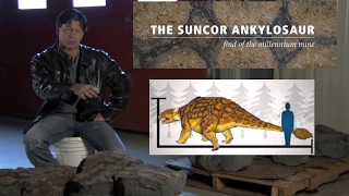 Discovery of Ankylosaur at Suncors Millennium Mine [upl. by Zillah]