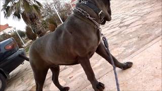 The Neapolitan Mastiff Italian Mastino [upl. by Yggep904]