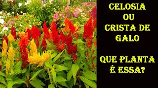 Celosia ou Crista Plumosa Como cuidar da Celosia ou Crista plumosa Um luxo [upl. by Zimmermann563]