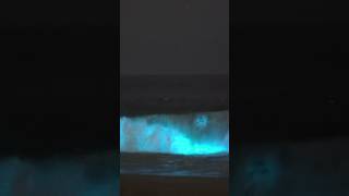 This is BIOLUMINESCENCE [upl. by Goldie904]