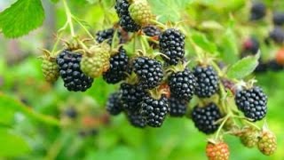 How to Grow Blackberries  Complete Growing Guide [upl. by Petit412]