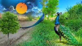 Mor ki khorak  peacock feed  मोर  peafowl feedingpeacockfeeding [upl. by Anytsyrk305]