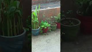 sawan start hote hi mast barish 🌿🌿🌿🍀🍀🍀🌹🌹☘️☘️ [upl. by Jacoba]