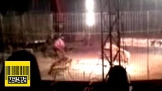 GRAPHIC VIDEO Tiger mauls circus performer in Mexico  Truthloader [upl. by Lleznol438]