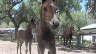 Parelli Foals Started Naturally  Horse Training [upl. by Namlak]