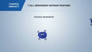 HUMORAL IMMUNITY T cell independent antibody response [upl. by Leann405]