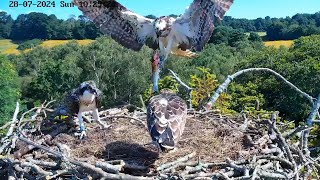 Review Osprey Parent birds brings a big whole fish to feed their family P03  July282024 [upl. by Notyarb]