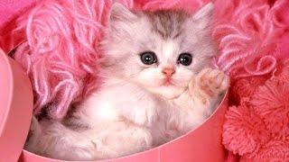 Cute Kittens  A Funny And Cute Kitten Videos Compilation 2017 BEST OF [upl. by Yerffoeg]