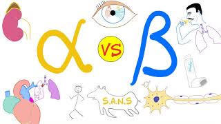 Alpha vs Beta Adrenergic Receptors  Autonomic Nervous System  Physiology and Pharmacology [upl. by Anear]