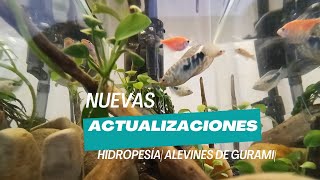 Actualizaciones acuarios  Peces gurami en reproducción  Hidropesía en peces [upl. by Tebazile550]