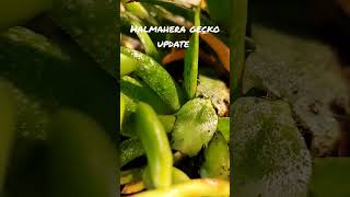 halmahera gecko update geckotrendingbabykidreptile [upl. by Zsazsa]