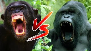 CHIMPANZEE vs GORILLA in Real Life who would win [upl. by Nanice]