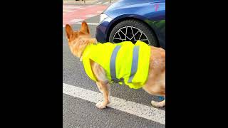 Dog made sure the street was safe for his blind owner to cross shorts [upl. by Kano645]