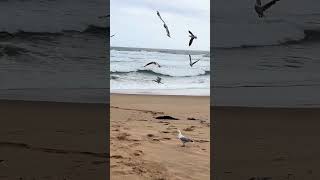 FISHING  KILCUNDA BEACH VIC AUSTRALIA [upl. by Needan]