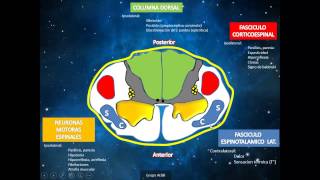 SINDROMES MEDULARES  REVISION ANATÓMICA  SEMIOLÓGICA [upl. by Nhar354]