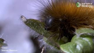 Day 22 of 24 Species of Christmas the Arctic Woolly Bear Caterpillar  Royal Society of Biology [upl. by Wiedmann]