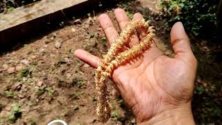 Mimusops elengi  bokul flower  Spanish cherry flower mala making [upl. by Larissa]