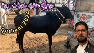 Today Domail mandi 2024 latest update ll Part 4 ll cattle market ll taxila mandi ll Jamil tv ll [upl. by Azer]