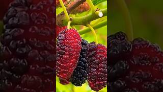 amazing raspberry fruits harvesting skills fypシ raspberry raspberryfruits short fruitslovers [upl. by Adnopoz]