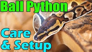 How to Care for Ball Pythons [upl. by Missy]