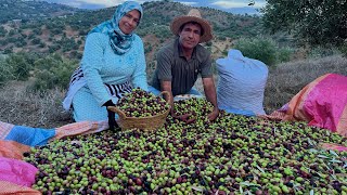 إنطلاق موسم جني الزيتون في قرية جبلية بأسعار غير مسبوقة [upl. by Einama537]