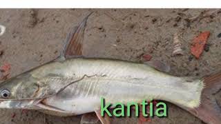 Fish name in odiaBalugaon fish marketChilika matchaChilika fish [upl. by Anialahs]