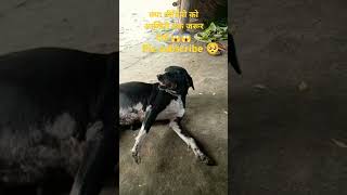 😱😱😱❤️🙏doglover funny dog animals youtubeshorts [upl. by Avron]