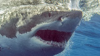 Great White SharksIsla Guadalupe Cage Diving on SolmarV TOURS ARE CURRENTLY ON HOLD [upl. by Phelgen]