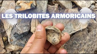 LES TRILOBITES ARMORICAINS à lOrdovicien [upl. by Zoller]