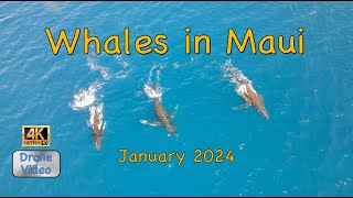 Drone Video Whales in Lahaina Maui  January 2024  4K [upl. by Riccio]